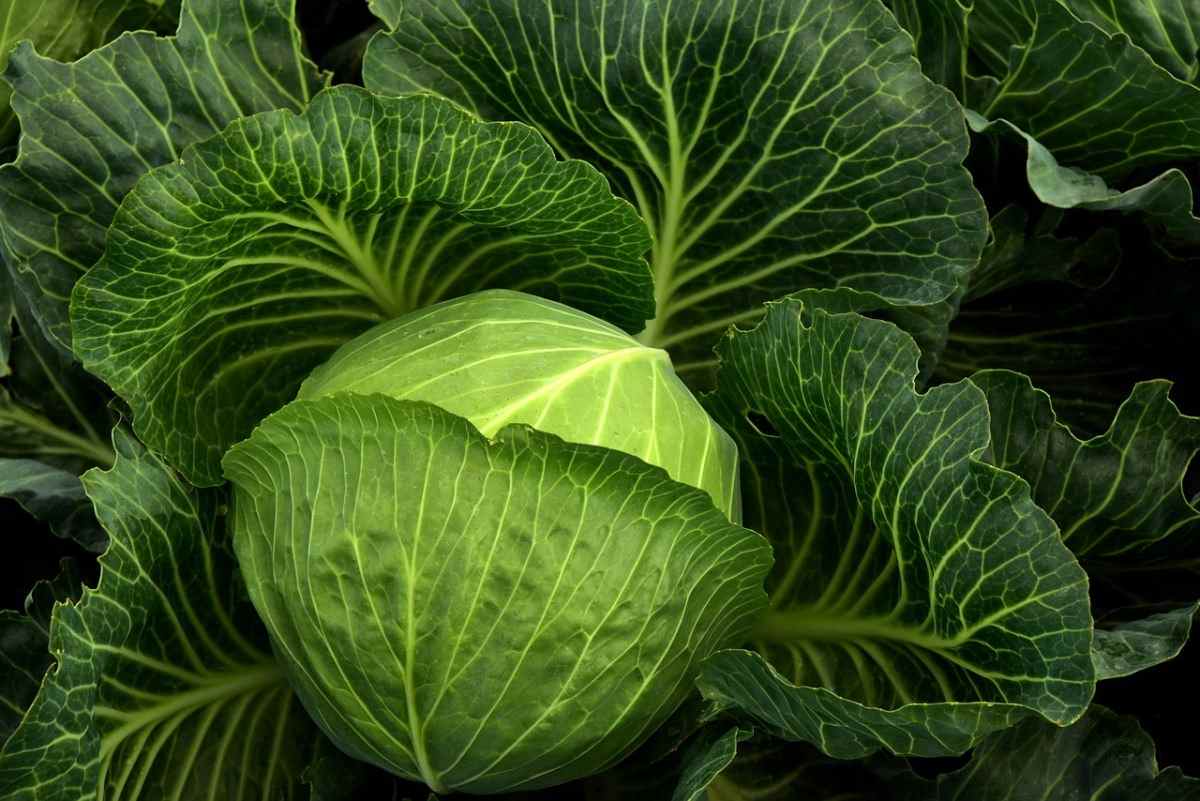 Growing Cabbage In the USA