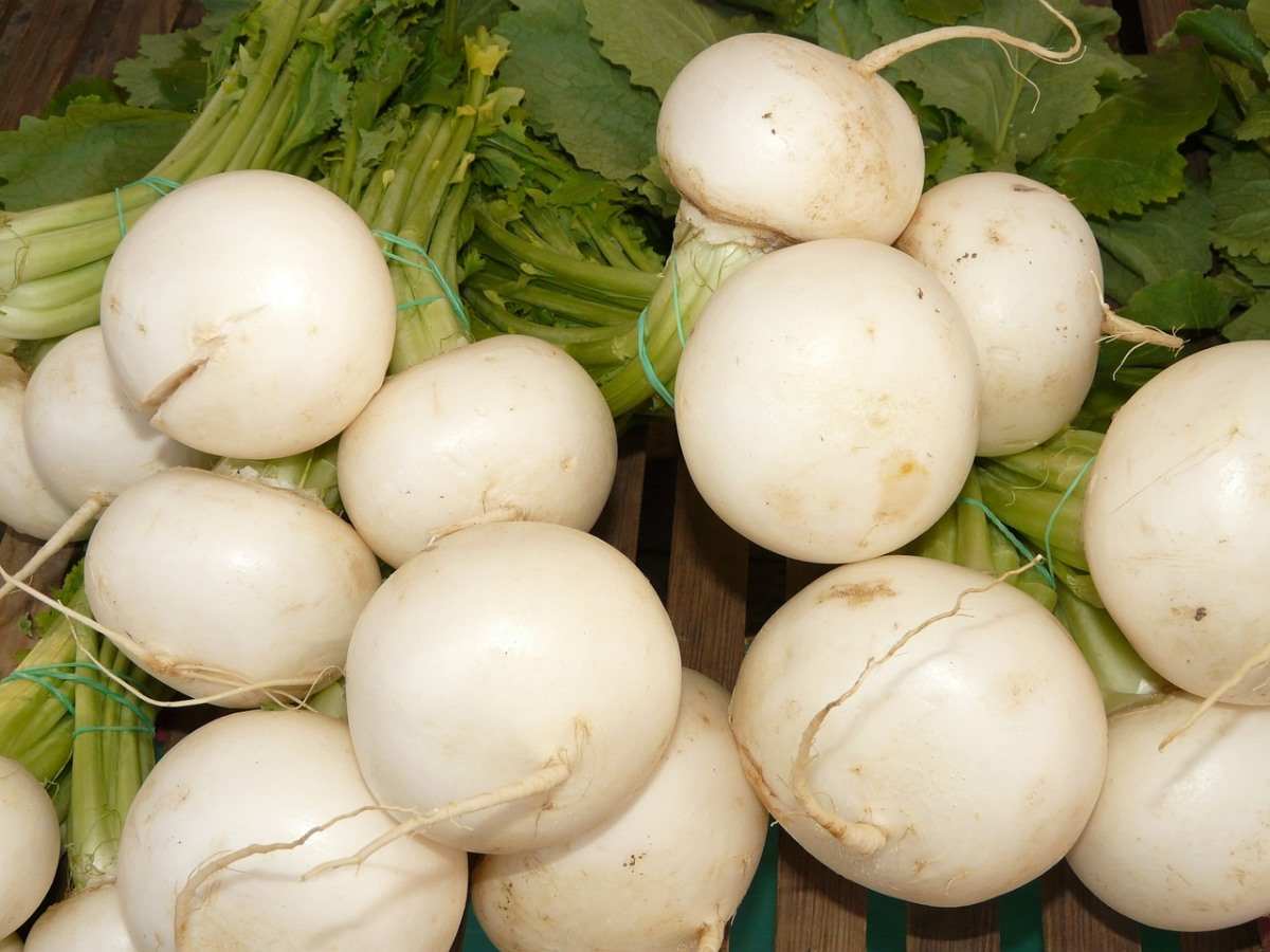White turnips