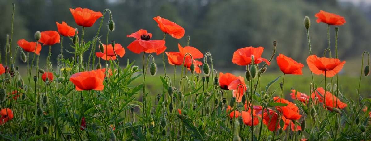 Ideal location for Poppies