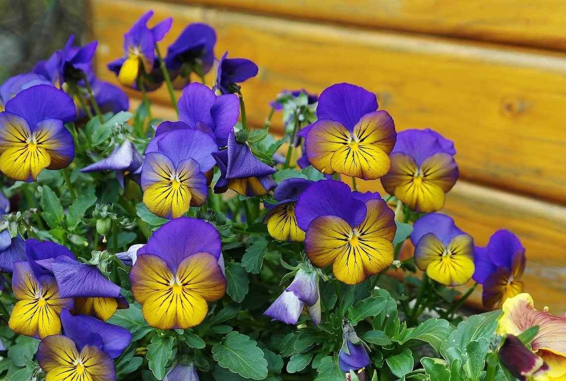 Pansy flowers 