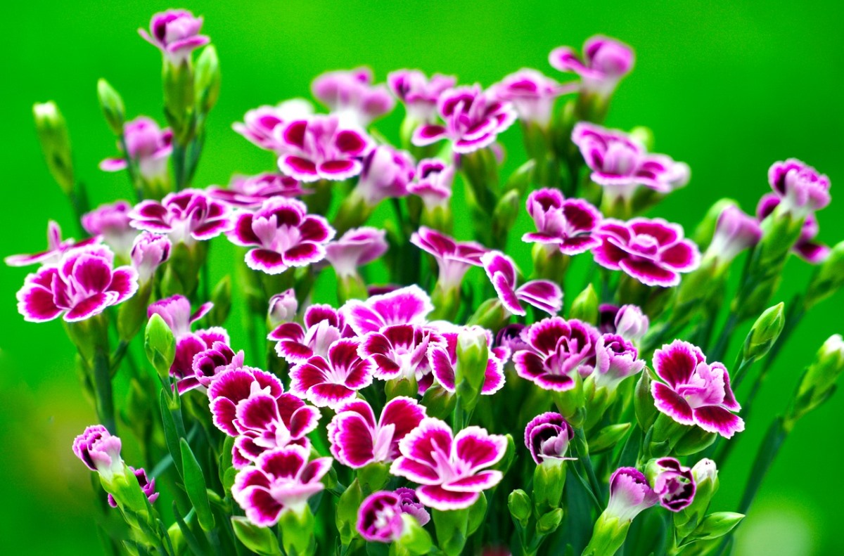  Best way to keep dianthus blooming 
