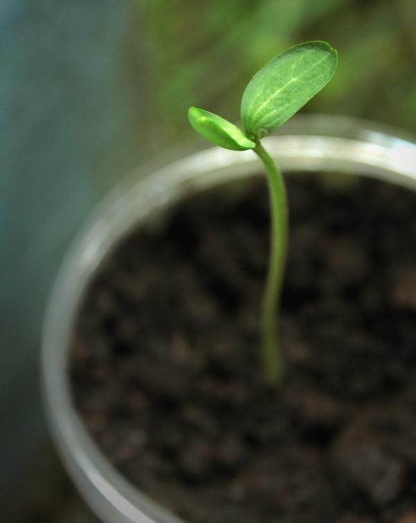 Tips for improving seed germination 