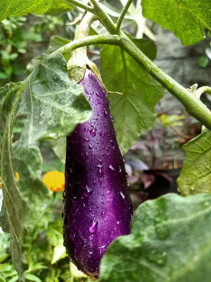 How To Grow Eggplant in the Backyard