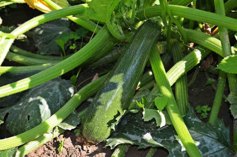 15+ Winter Melon Seeds Annual Herb Vine Crop Green Vegetables Easy to Cultivate Garden Courtyard Planting Excellent Choice Entry-Level Variety