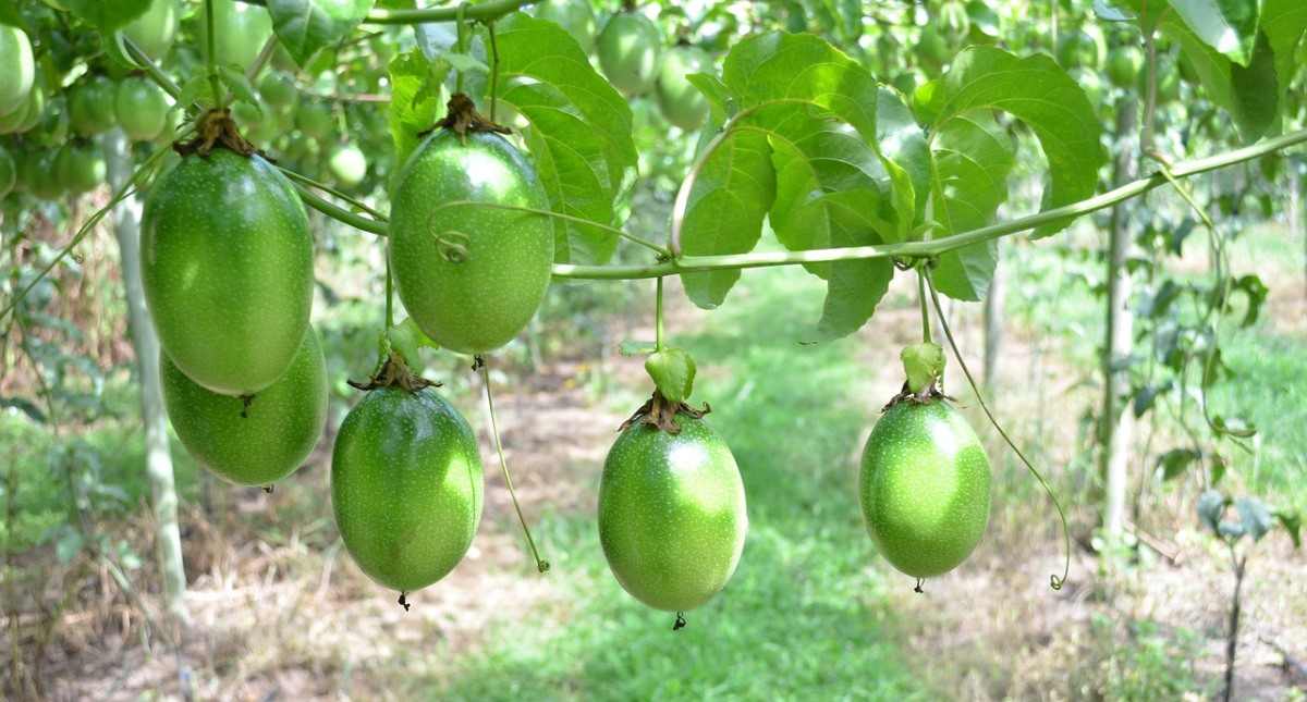 Passion Fruit Growing Requirements