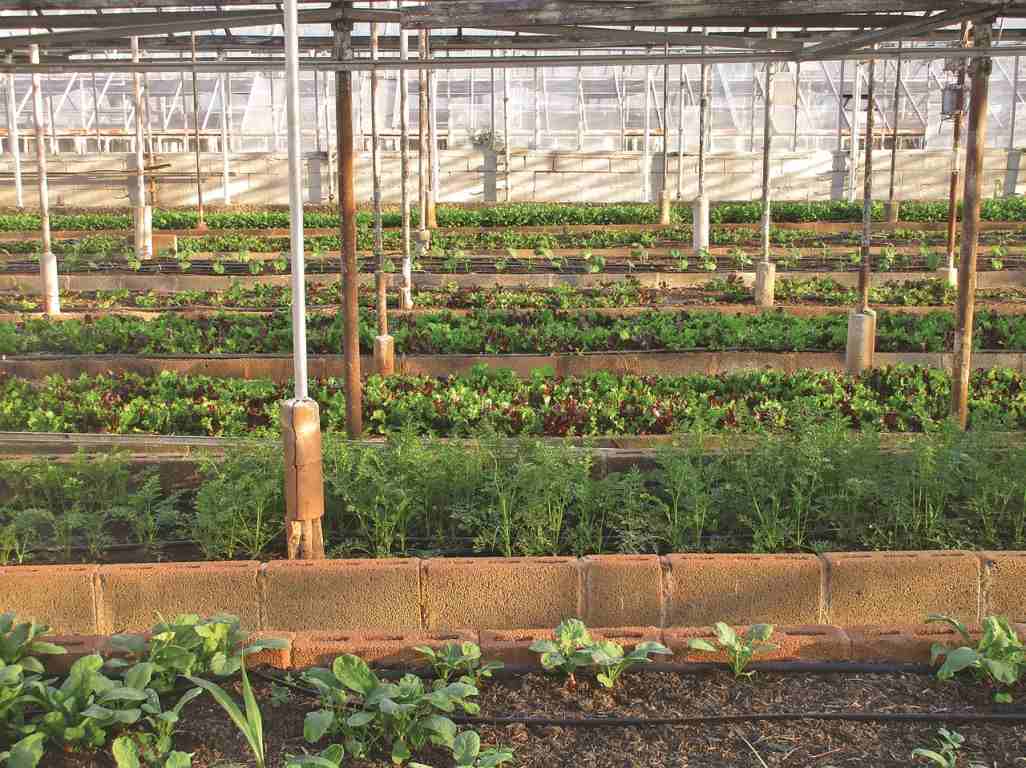 Urban greenhouse gardening
