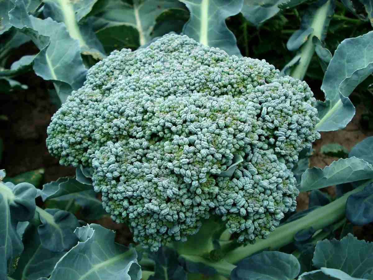 Growing Broccoli in the Backyard