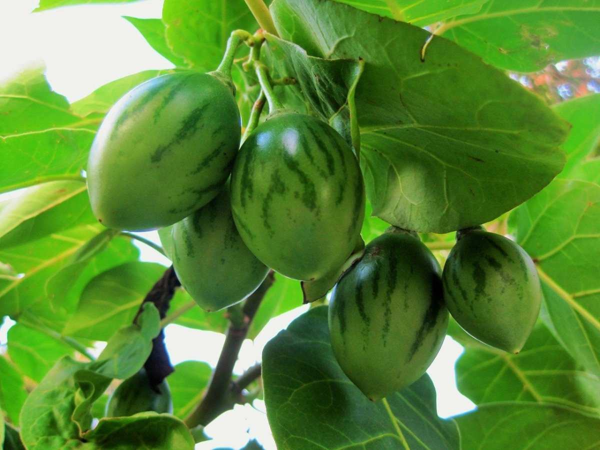 How To Grow Tamarillo From Seed