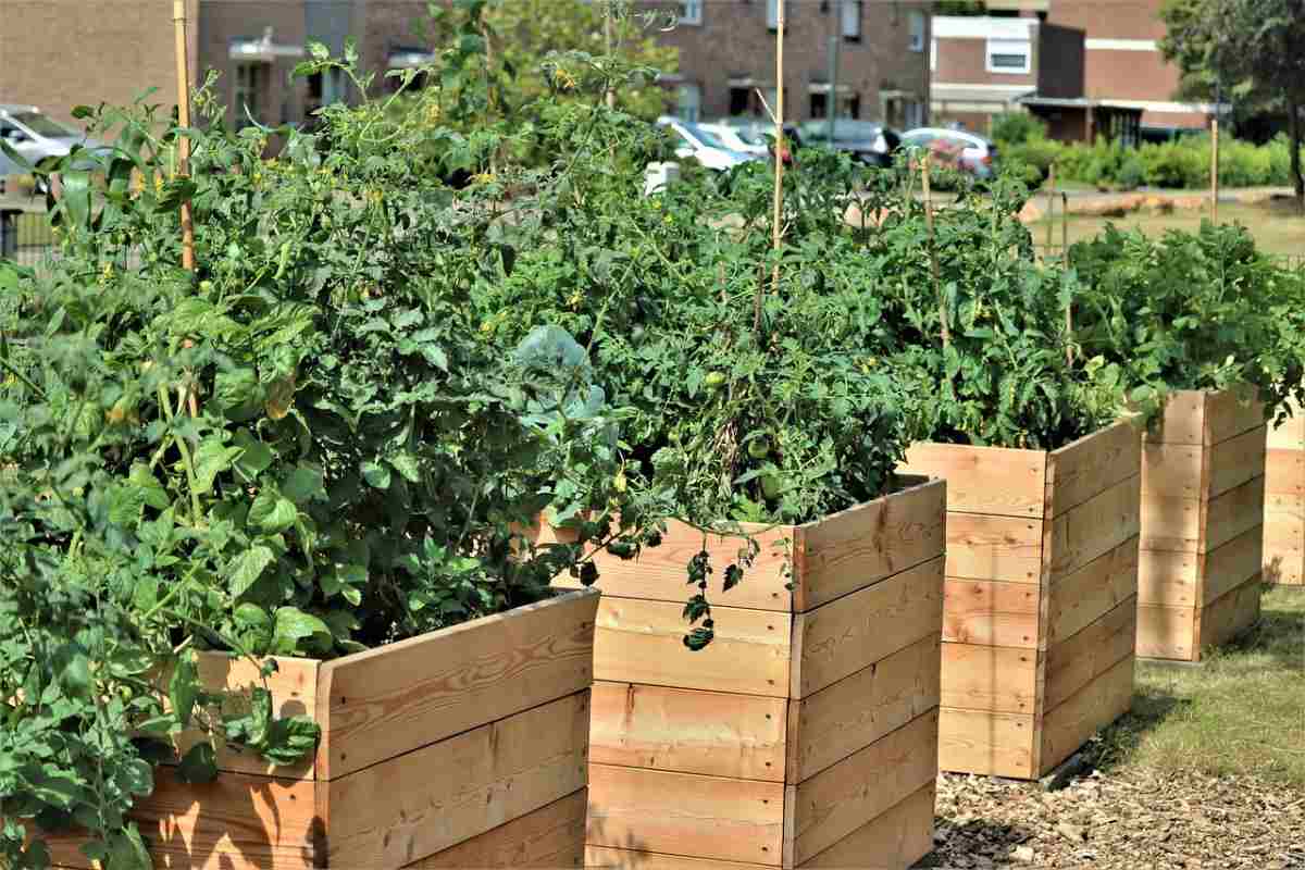 Urban Vegetable Gardening Ideas