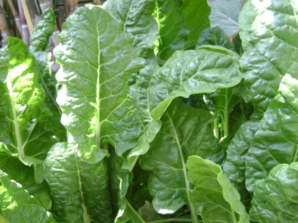 Spinach Companion Plants