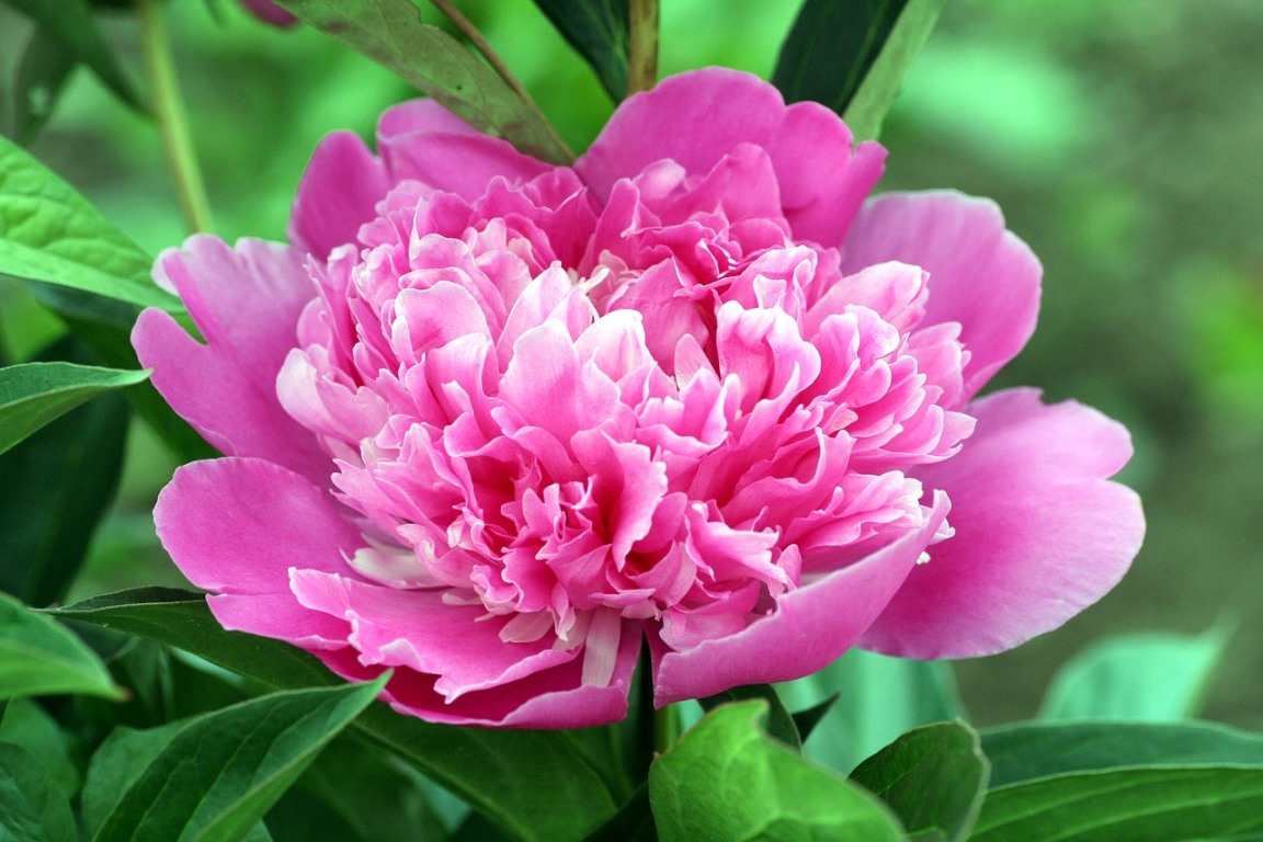 Pink Peony Blossom 
