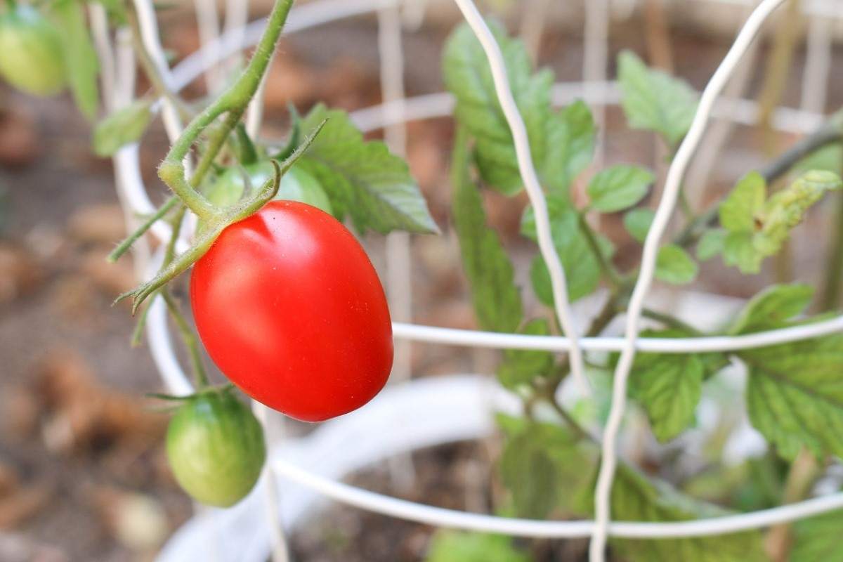 Growing Tomatoes In a Container