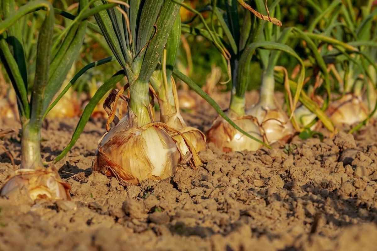 Onion Companion Plants
