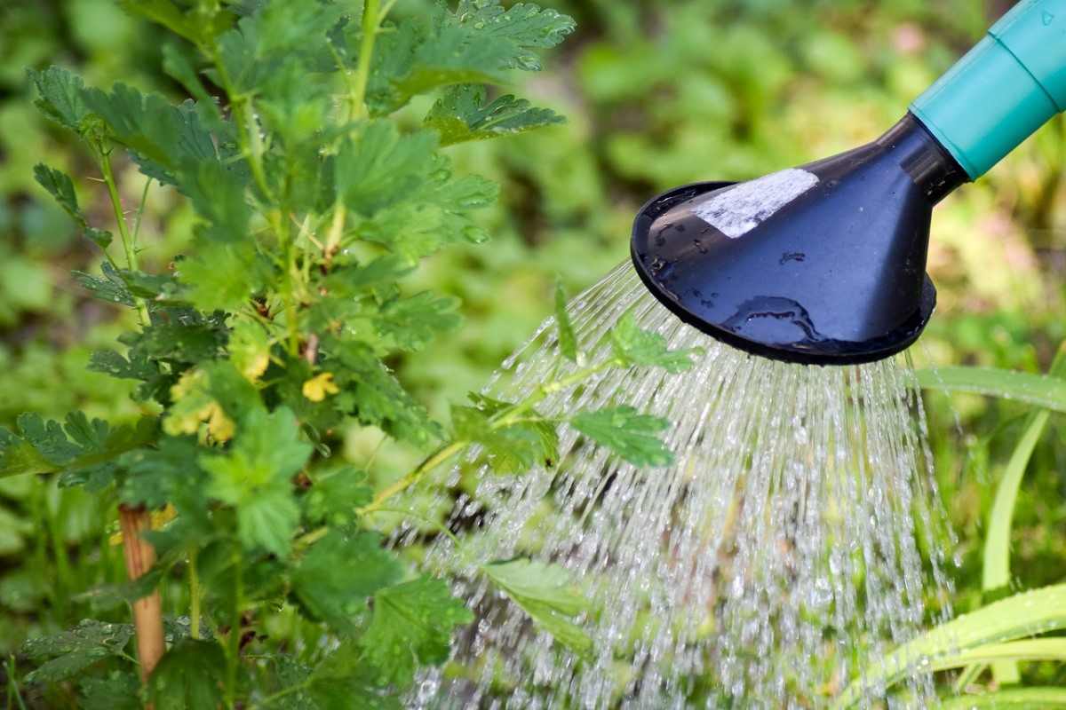 Watering Ideas for Garden