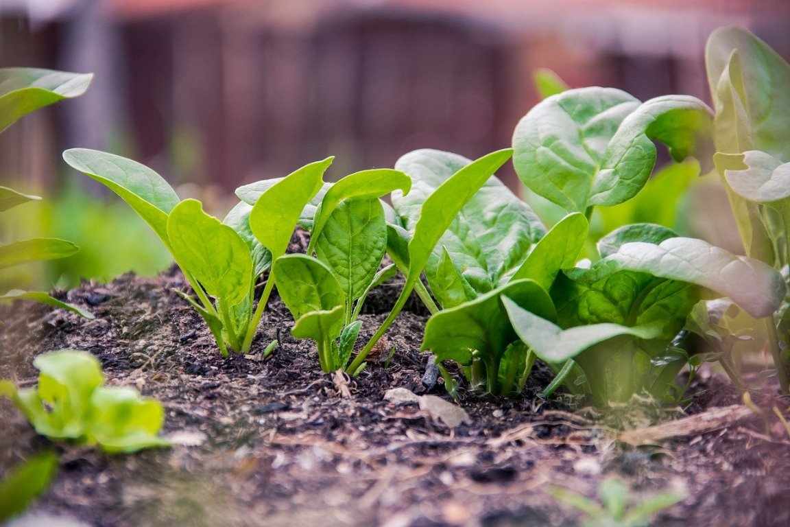 Sunlight Requirement for Spinach 