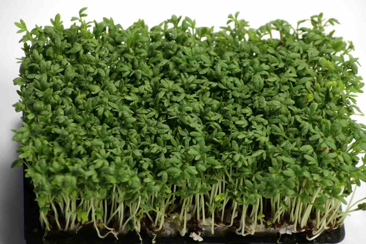 Growing Garden Cress From Seed