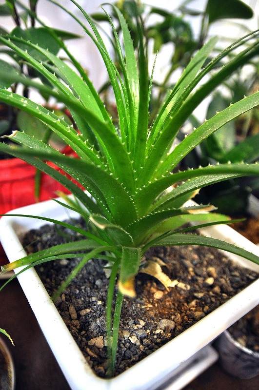 Growing Indoor Aloe Vera