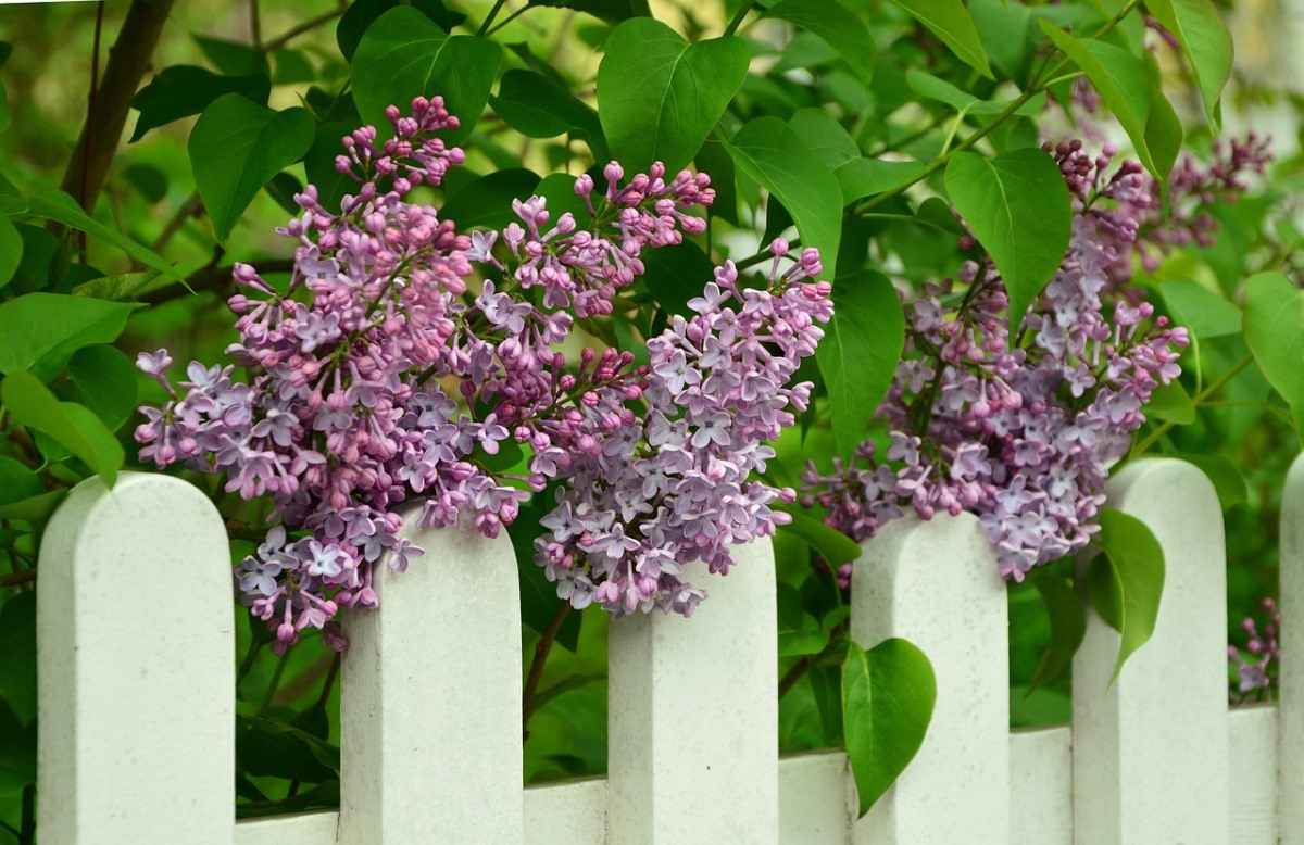 Lilac Flower Gardening