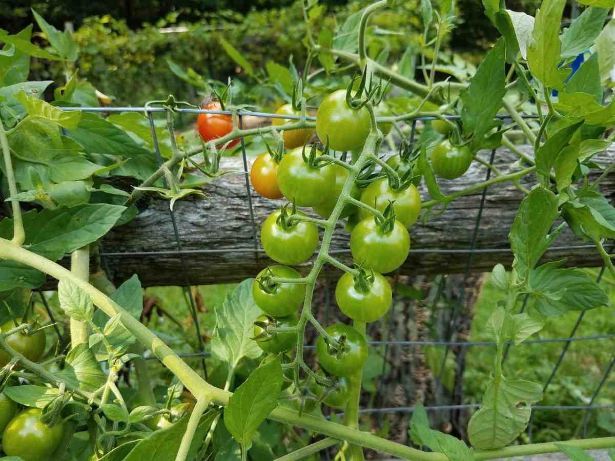 Growing Tomatoes in the Backyard