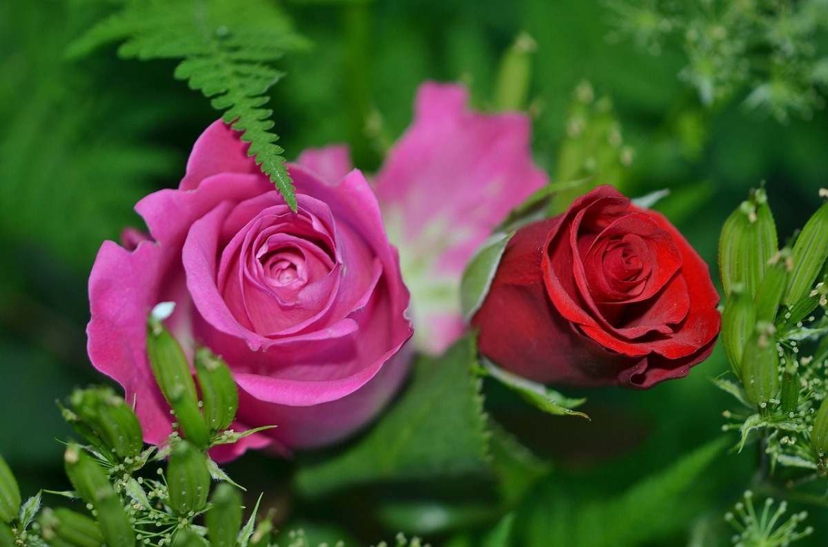 Growing Roses in Hydroponics