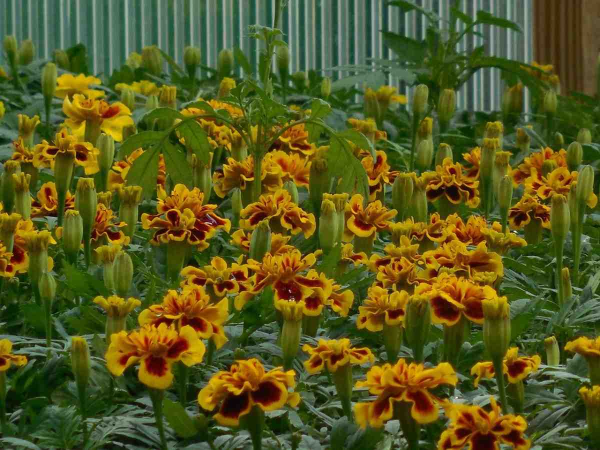 How To Marigolds in the Greenhouse