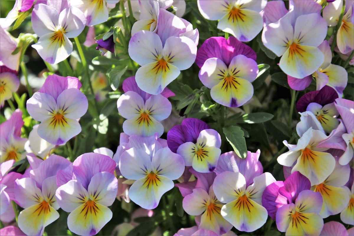 How to Grow Pansies in Aquaponics