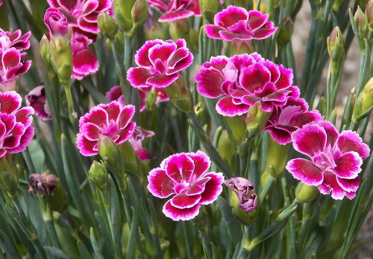 How to Grow Carnations in Aquaponics