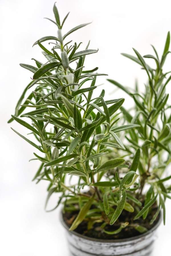 Growing Rosemary Herb in a Pot