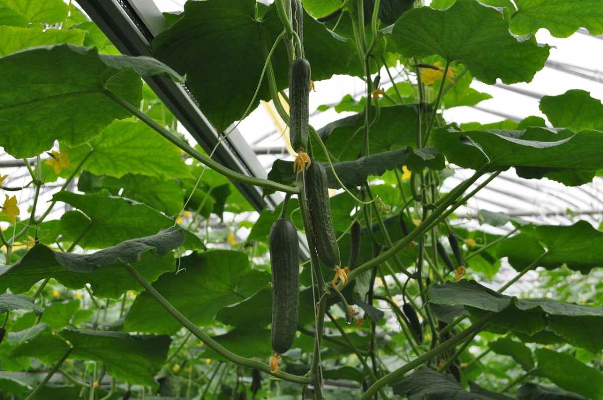 Growing Cucumbers in the Greenhouse