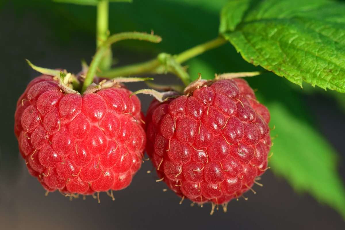 Growing Raspberries in Containers