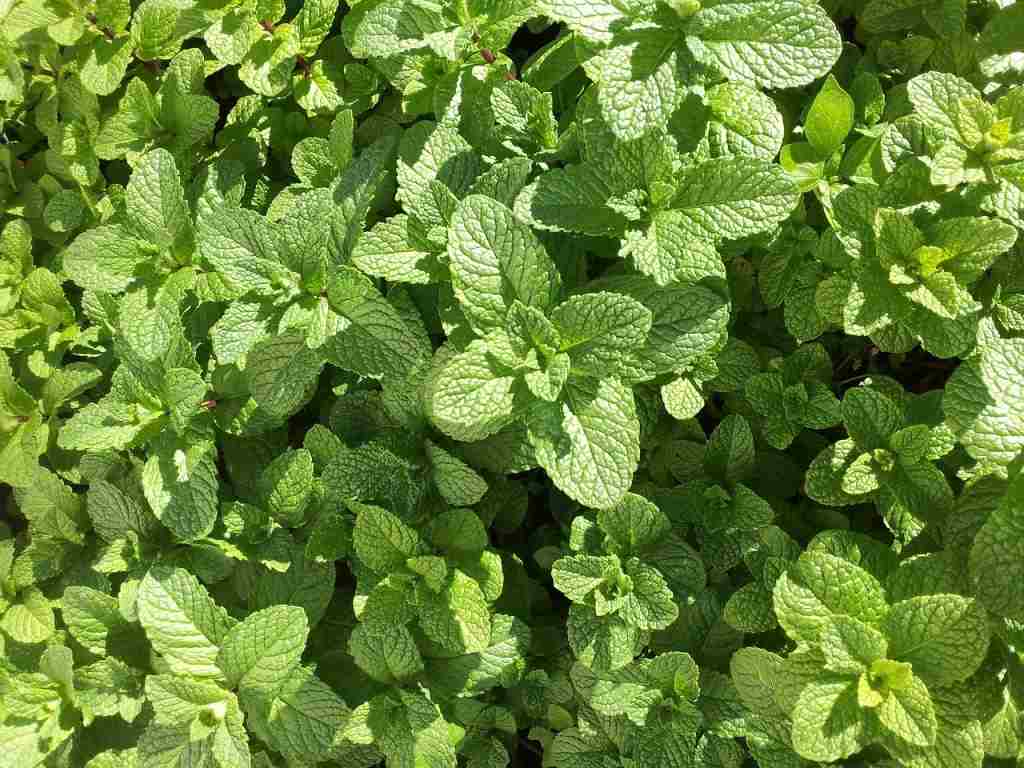 Tips for Growing Mint