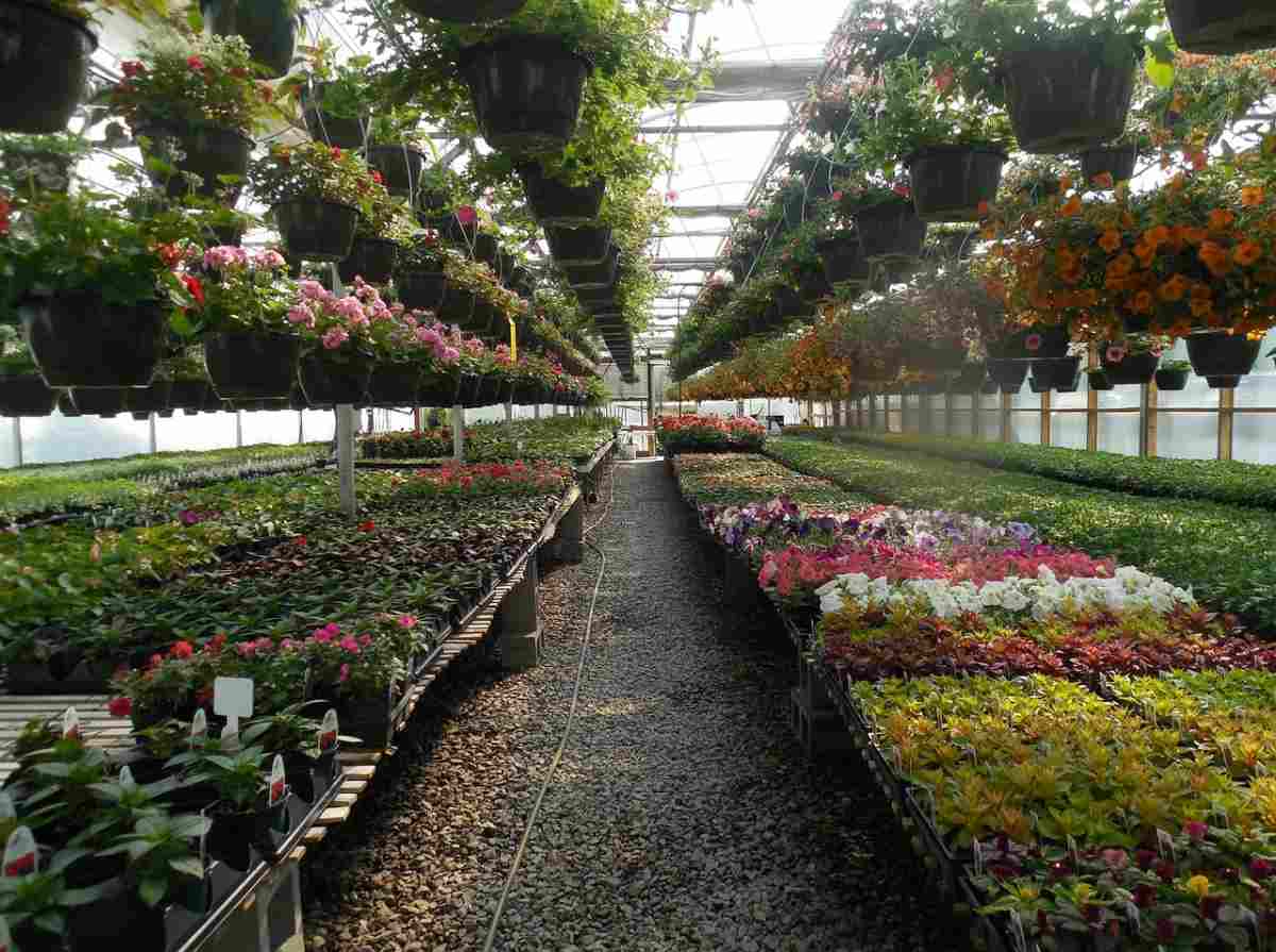 Best Flowers To Grow In the Greenhouse