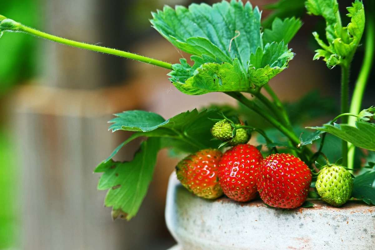 Top 30 Quick Growing Fruits In Containers