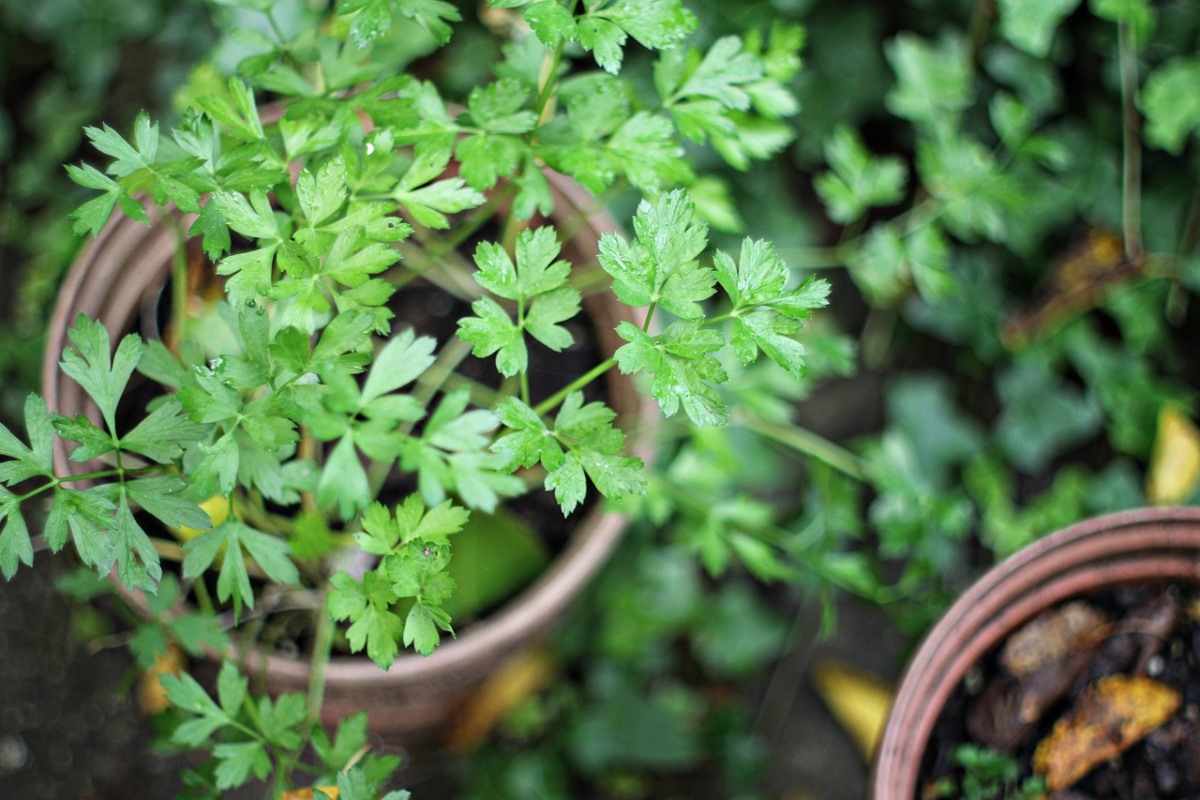 Growing Cilantro Herb in a Pot
