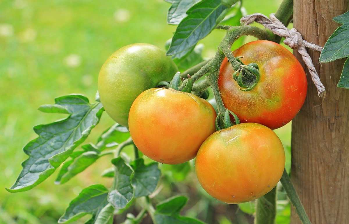 Growing Tomatoes in Kerala