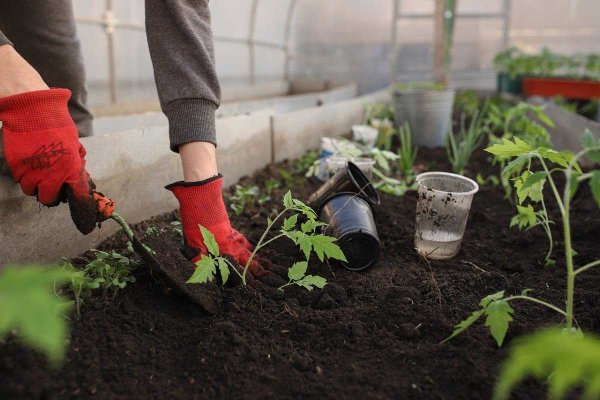 Planting Tomatoes in the Greenhouse