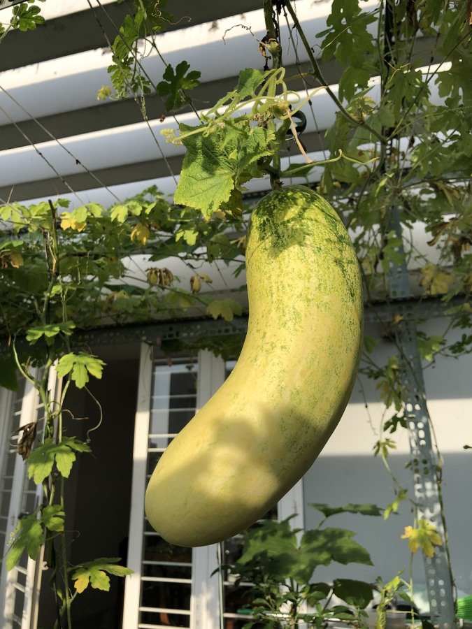 Growing Cucumbers in the Backyard