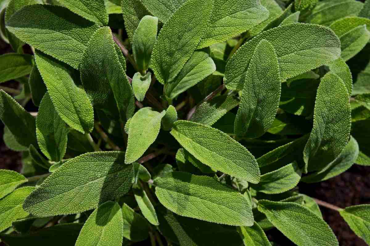 Growing Sage Herb