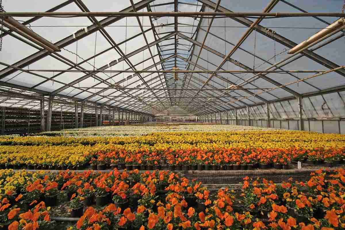 Growing Greenhouse  Pansies