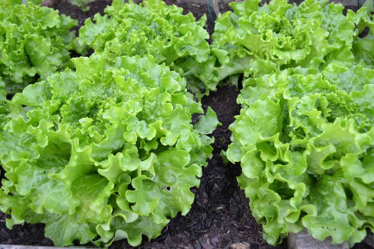 Light Requirement for Growing Lettuce