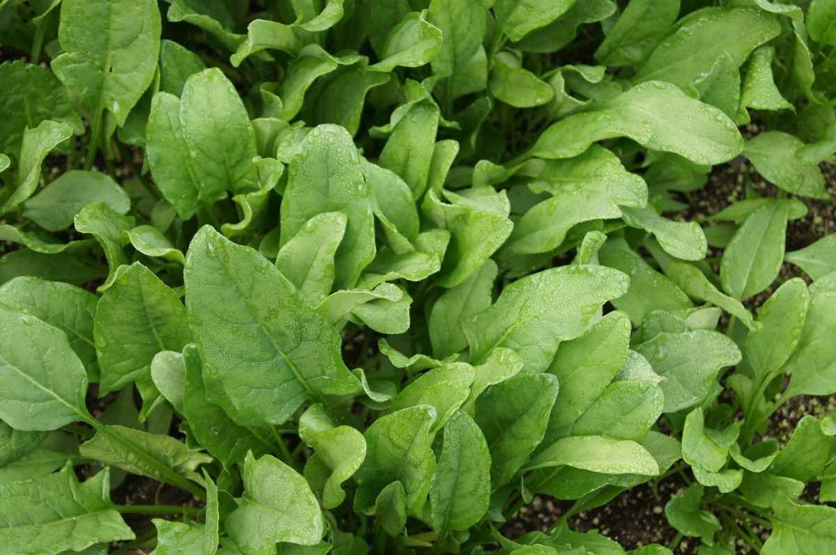 Growing Spinach in Kerala