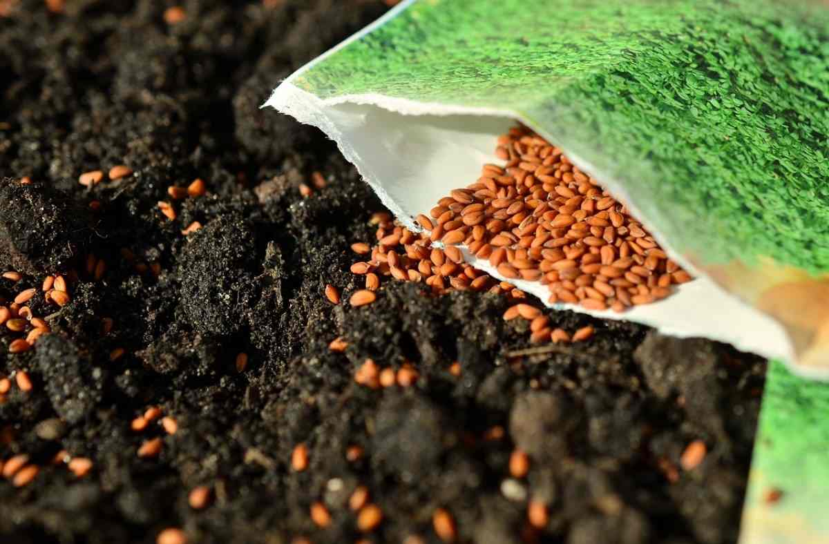 Seed Sowing in Kerala