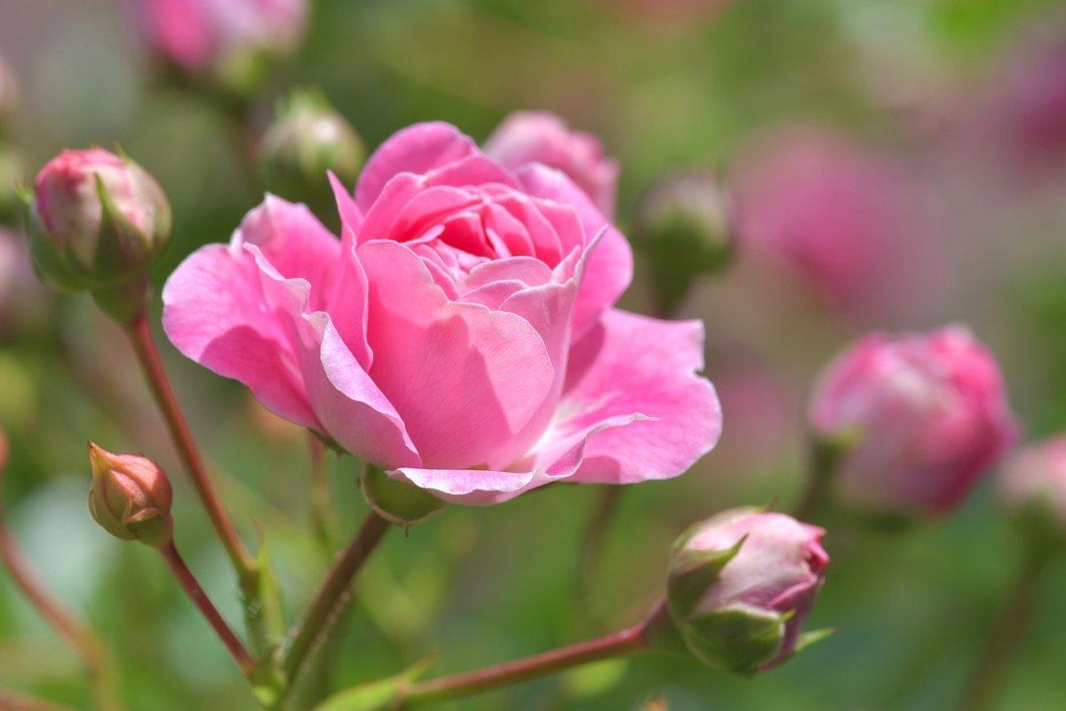 How To Grow Greenhouse Roses