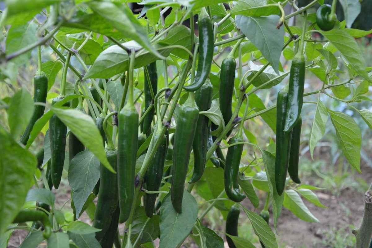 Growing Green Chillies in Kerala
