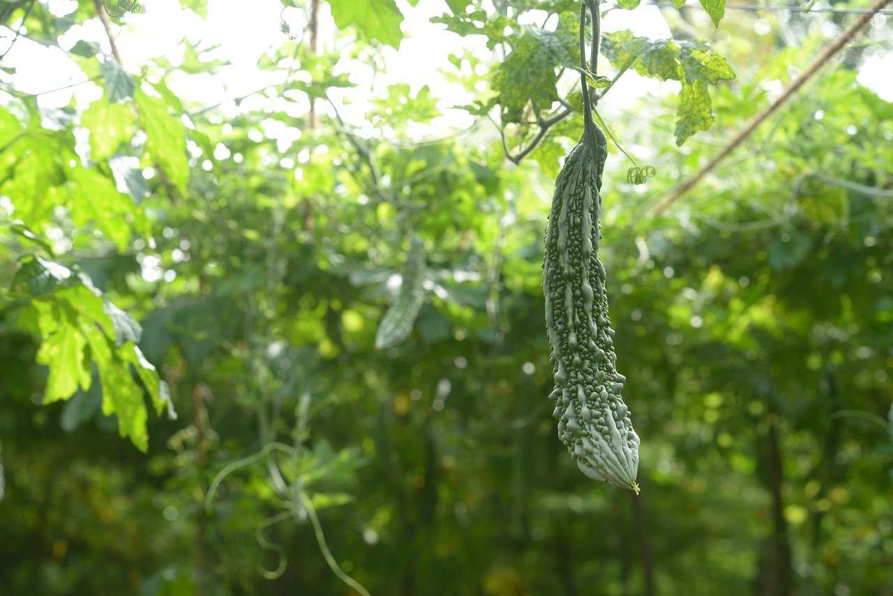 Growing Bitter Gourd in Kerala