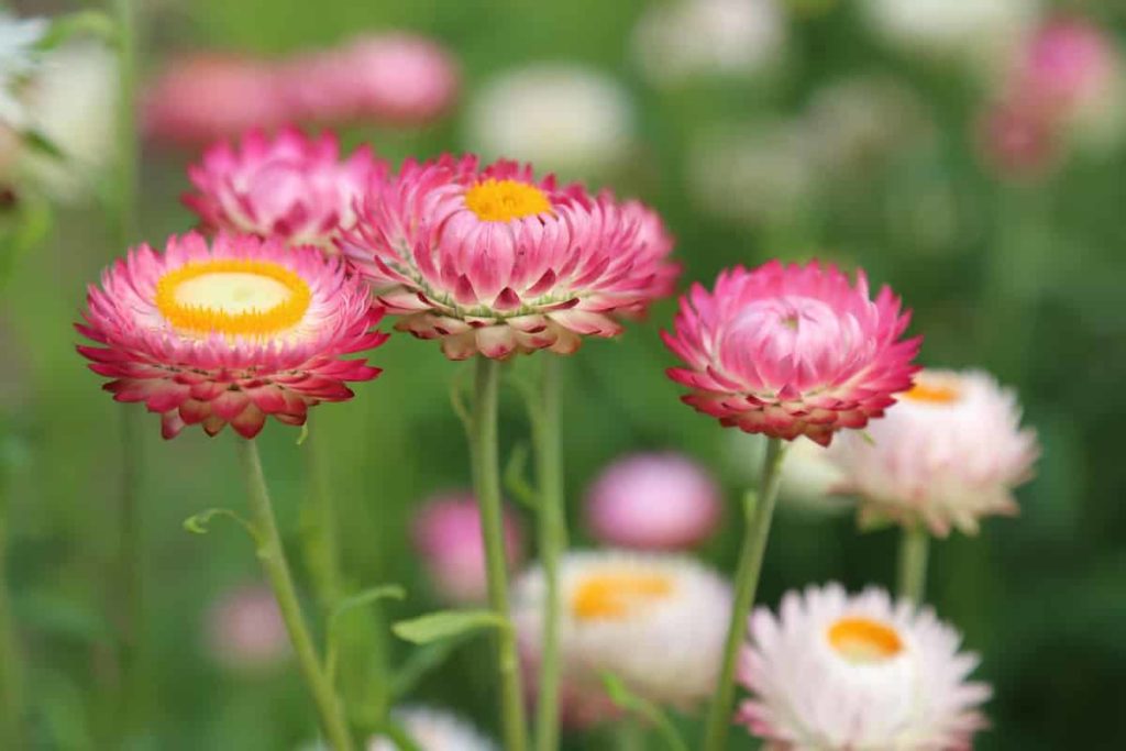How to plant beautiful flower gardens in your backyard
