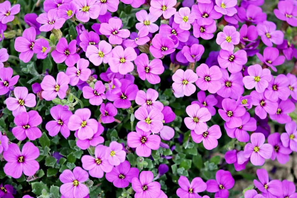 How to plant beautiful flower gardens in your backyard