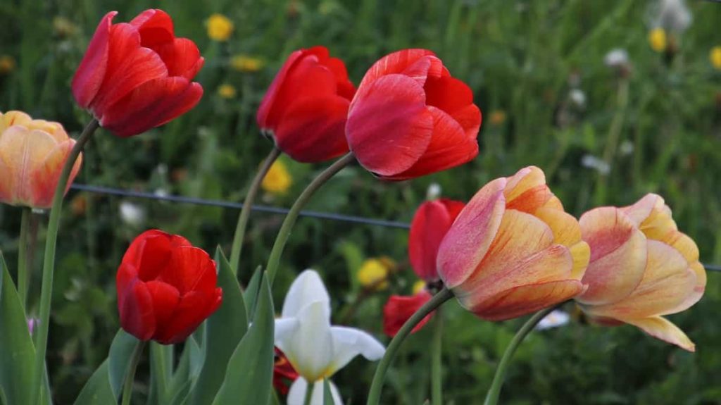 Plant beautiful flower gardens in your backyard