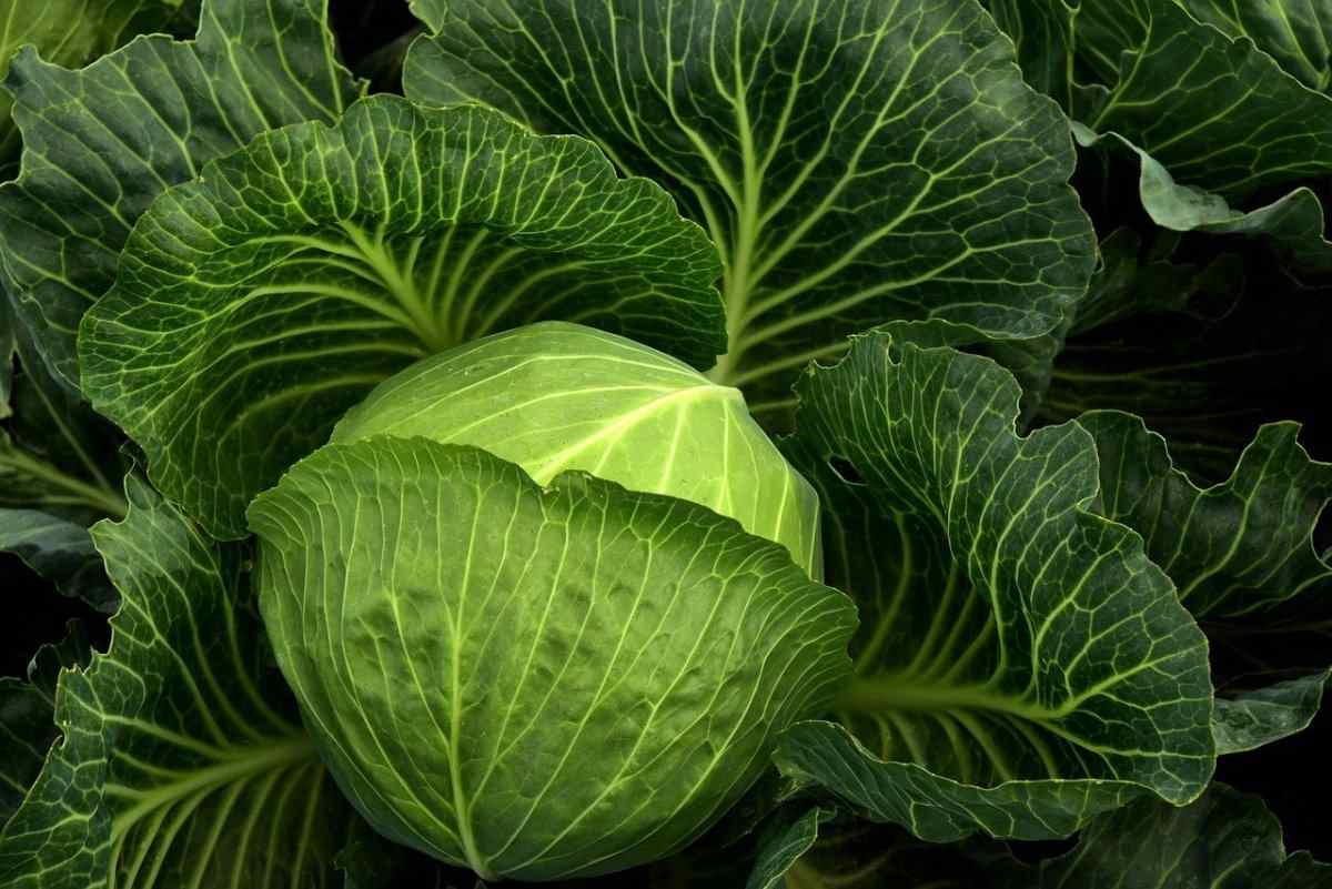 Aquaponics Cabbage 