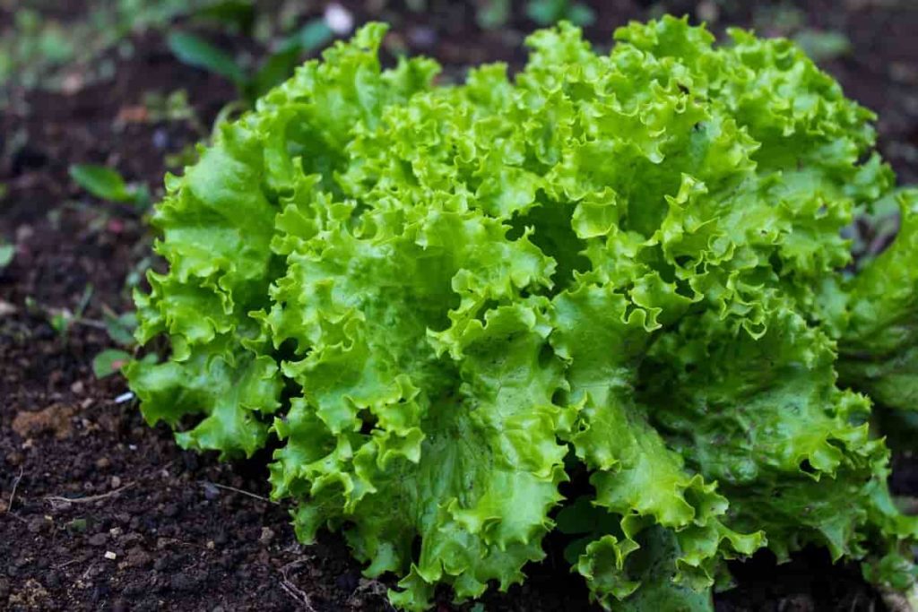 Best vegetables for organic backyard vegetable gardening 